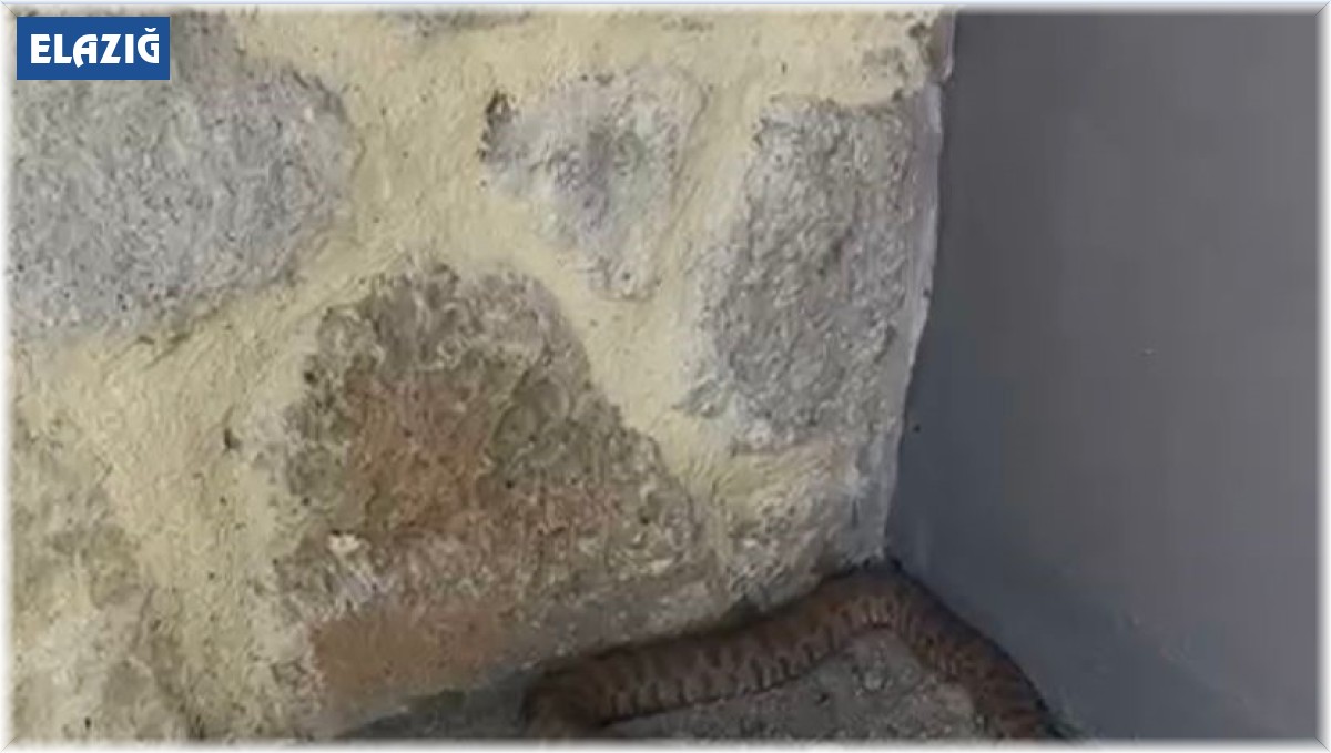 Isırığı bir insanı öldürmeye yetiyor: 2 metrelik engerek yılanı görüntülendi