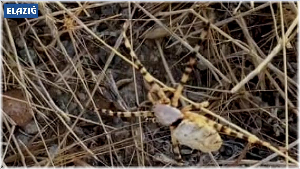 Isırığı sinir hücrelerini yerle bir ediyor: Bu sefer Elazığ'da görüldü