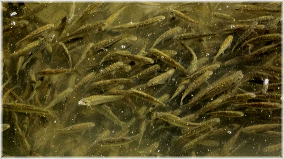 Islah edilen derede balık popülasyonu arttı