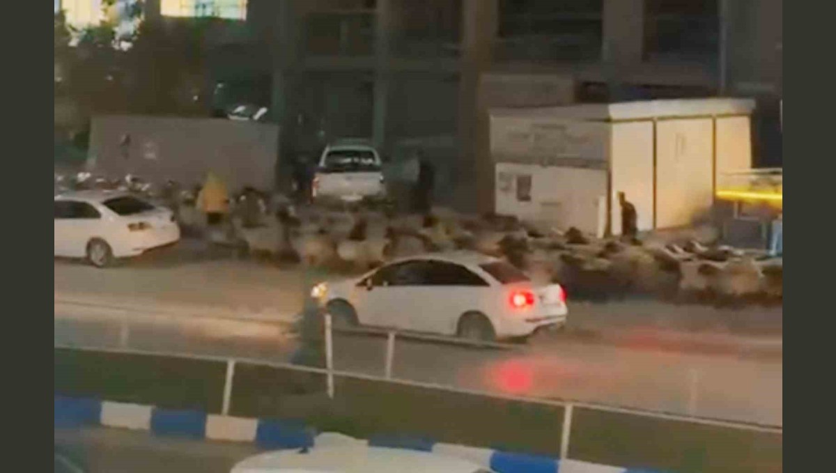 İşlek caddede koyun sürüsünün geçişi ilginç görüntüler oluşturdu