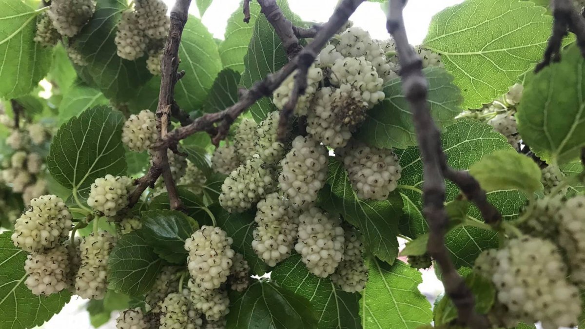 İspir'de dut hasadı