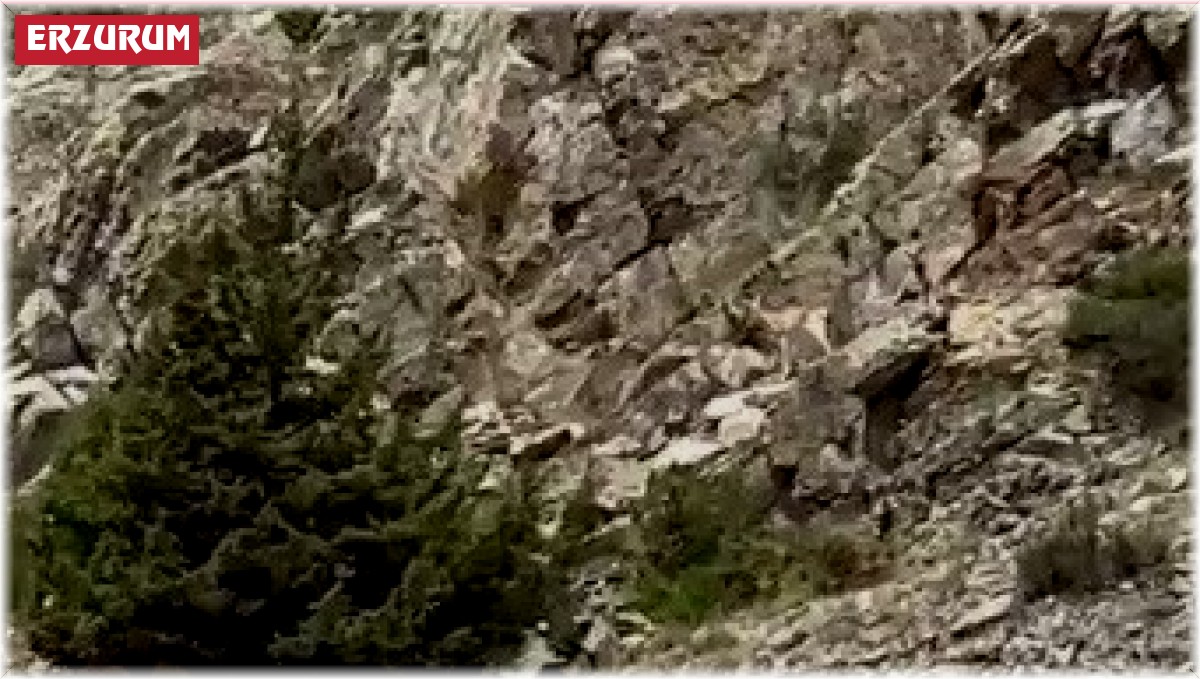 İspir'de yaban keçileri görüntülendi