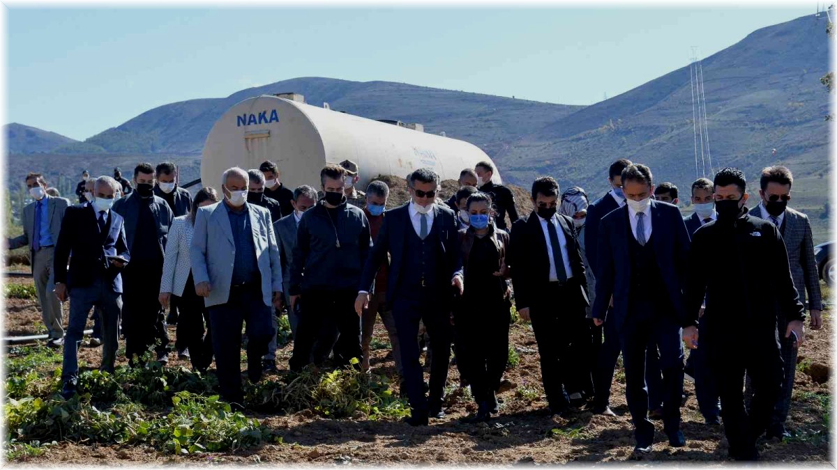 İspir Fasulyesi'nin hasadına başlandı