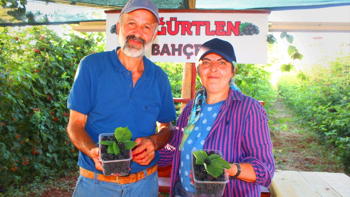 İstanbul'dan Malatya'daki köyüne dönerek böğürtlen üreticisi oldu