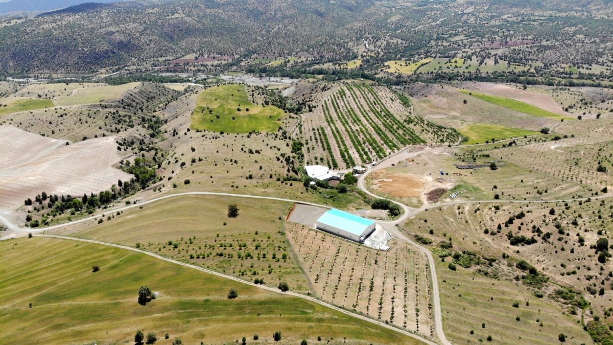 İstanbul'u terk eden işadamı, köyüne dönerek bin 300 dönümlük araziye 28 bin ceviz ağacı dikti