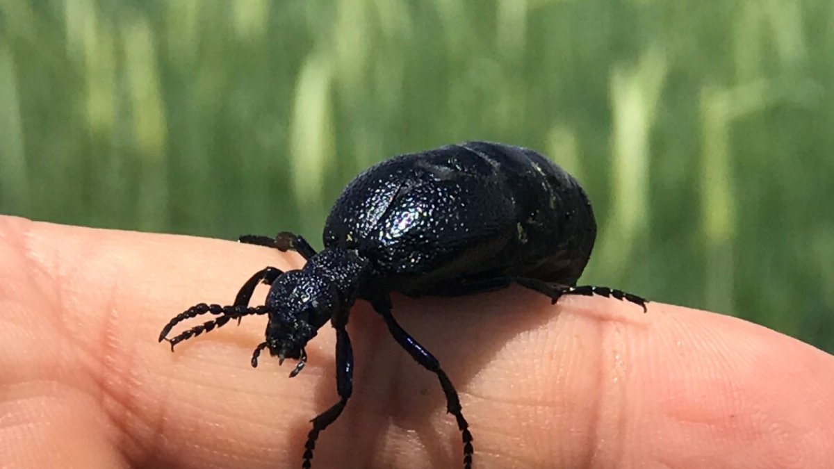İstilacı çekirgenin düşmanı bu böcek