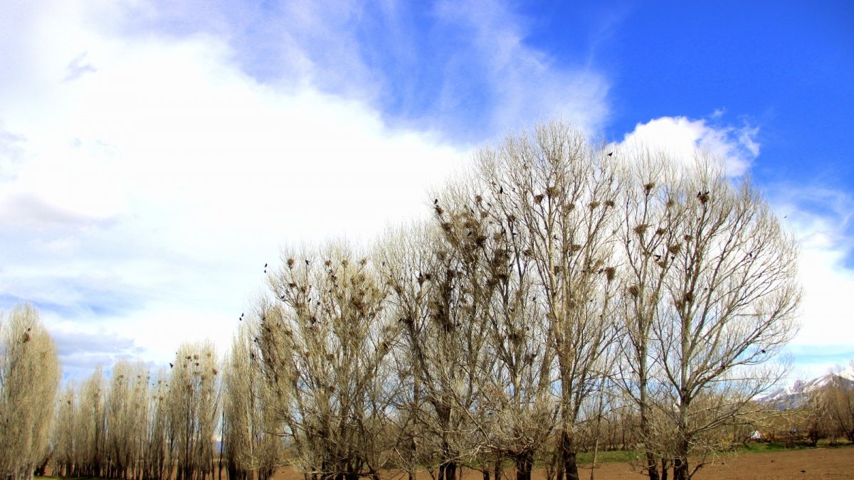 İstilacı kargalar köylülerin çilesi oldu