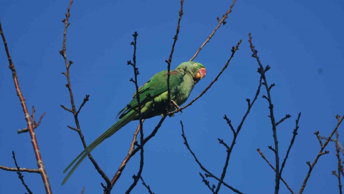 İstilacı tür İskender Papağanı Tatvan'da görüntülendi