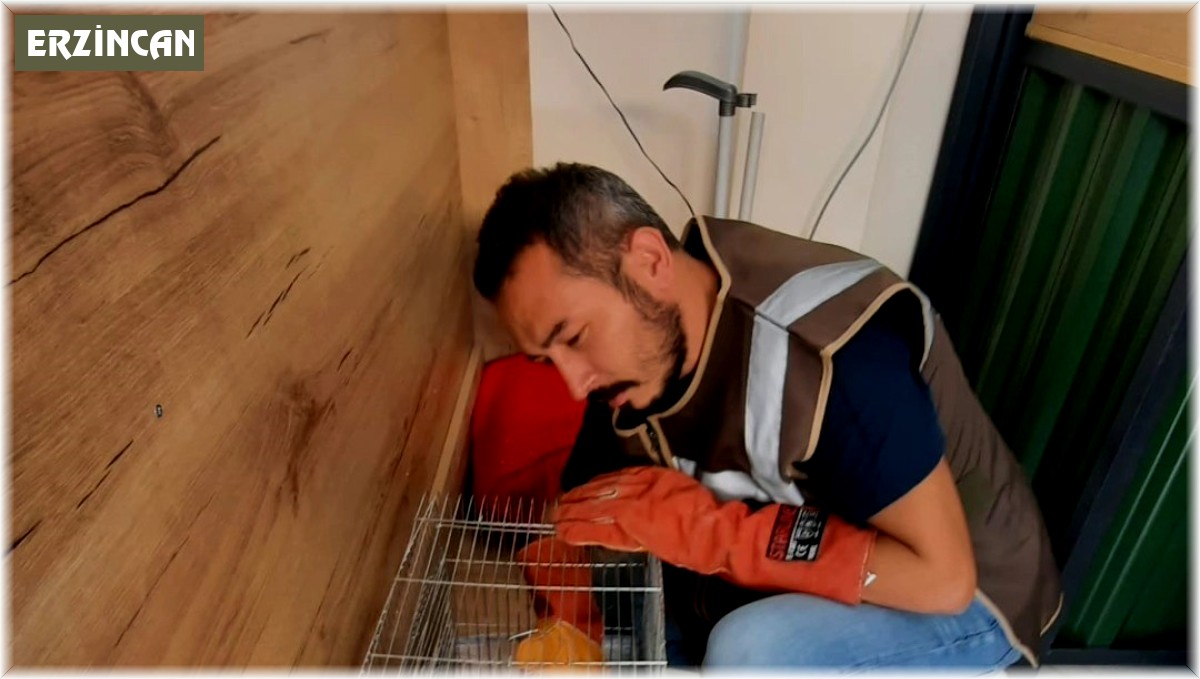 İşyerinde beslenen sincap koruma altına alındı