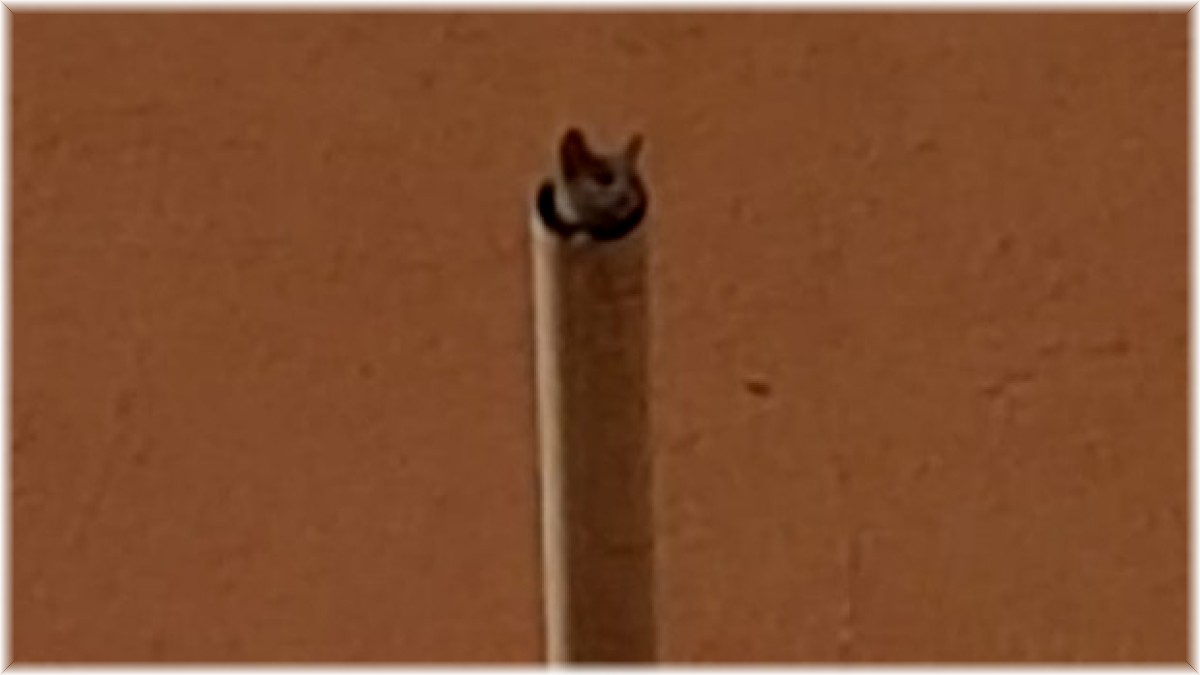 İtfaiye ekibinin kedi imtihanı