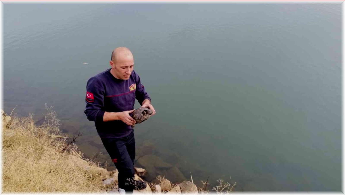 İtfaiye ekipleri asfaltta dolaşan kaplumbağayı kurtardı