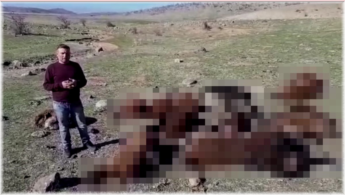 İzdiham yaşanan ağılda 16 koyun telef oldu