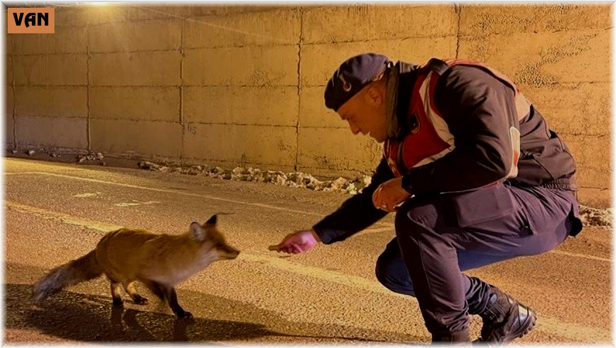 Jandarma aç kalan tilkiyi elleriyle besledi