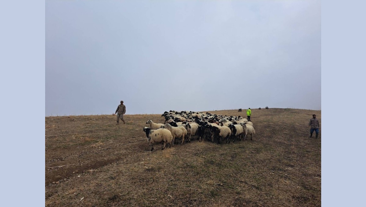 Jandarma arazide kaybolan küçükbaş hayvanları bularak sahibine teslim etti