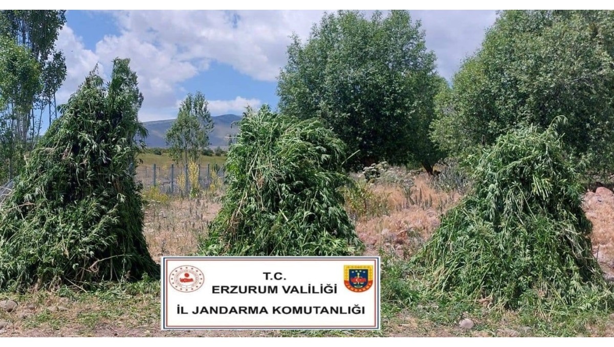 Jandarma'dan kenevir operasyonu