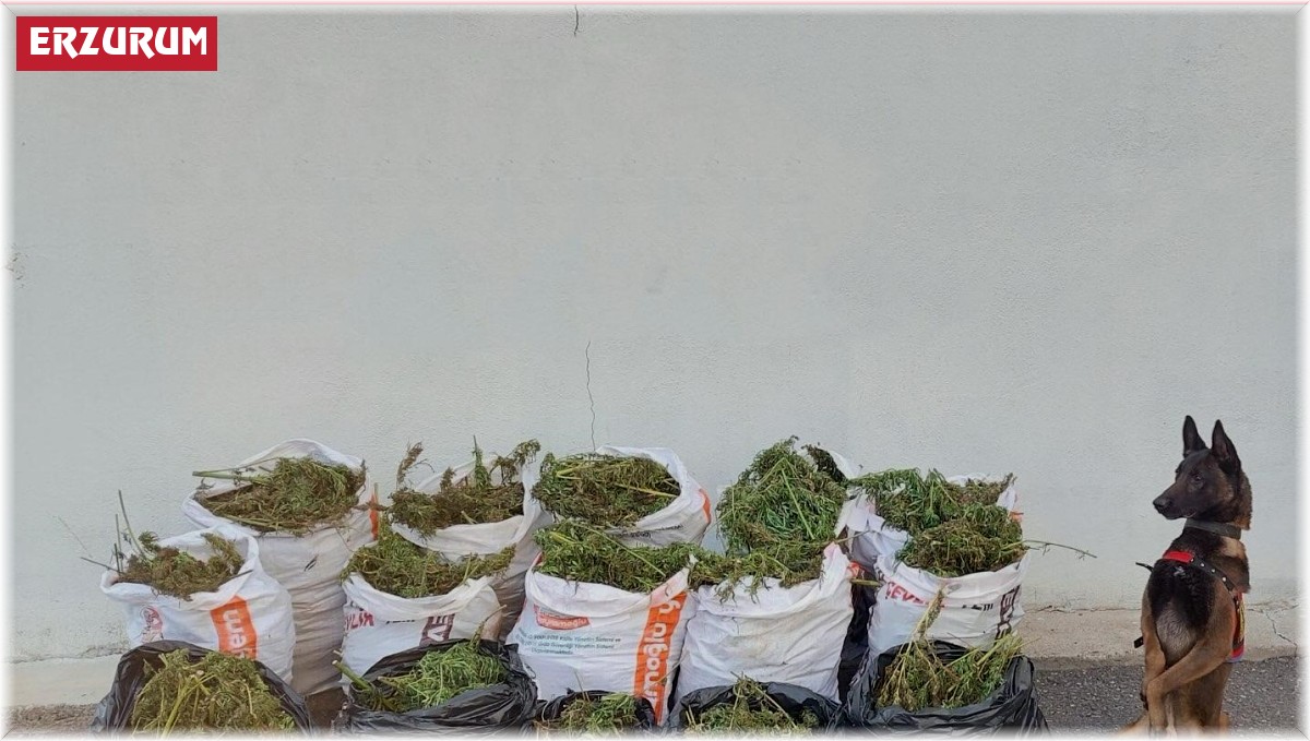 Jandarma'dan uyuşturucu operasyonu