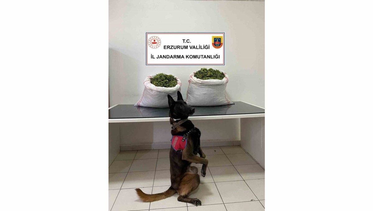 Jandarma'dan uyuşturucu operasyonu