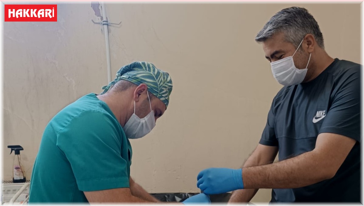 Jandarma ekibi sokak kedisi için harekete geçti