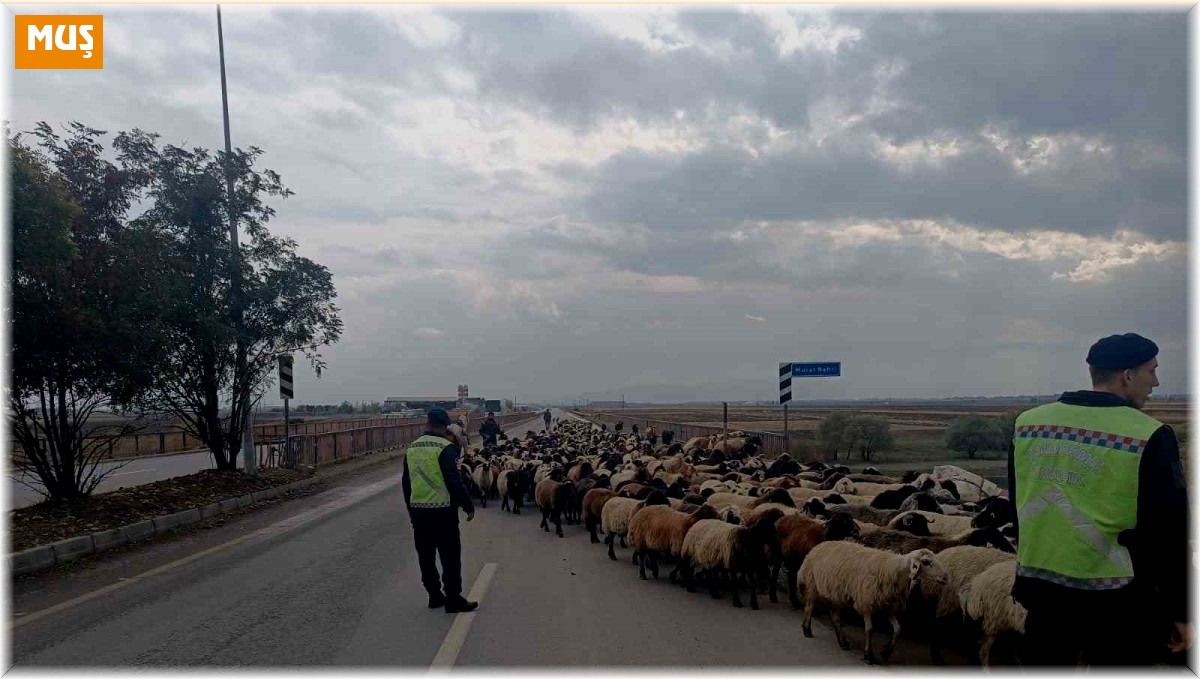 Jandarma ekipleri hayvanlar için güvenli geçiş sağladı