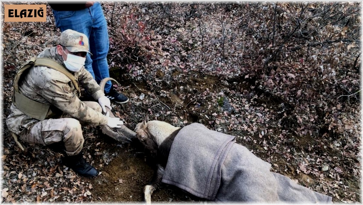 Jandarma ekipleri, yaralı dağ keçisi için seferber oldu