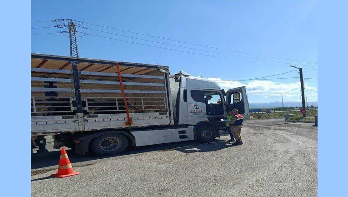 Jandarma ekiplerinden düzensiz göçmen operasyonu