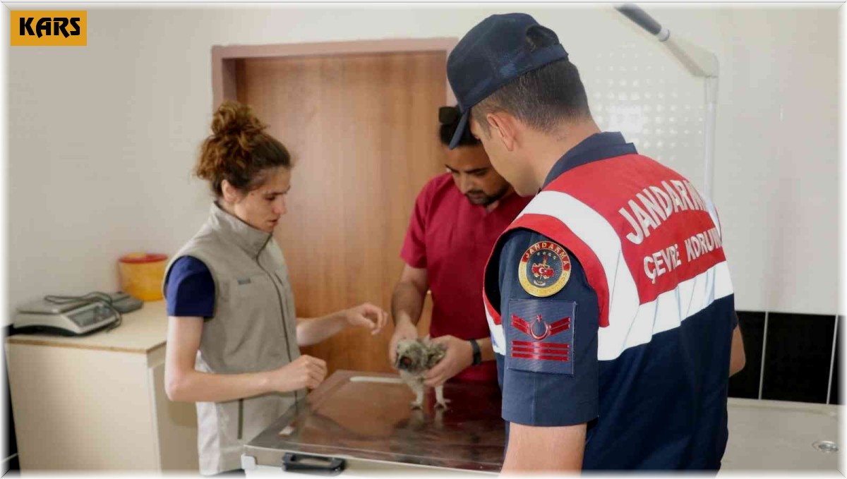 Jandarma HAYDİ timlerinden yavru baykuşa şefkat eli