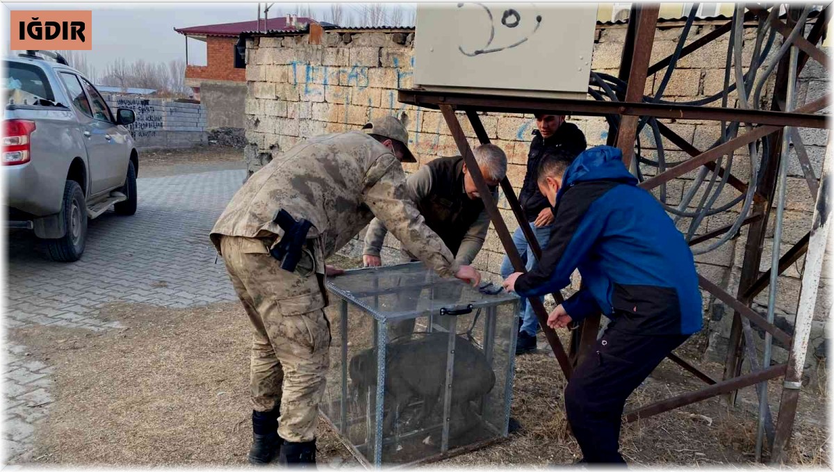 Jandarma personeli tarafından başıboş bulunan pitbull barınağa götürüldü
