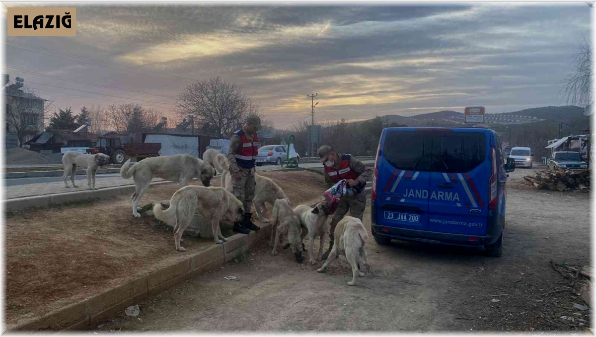 Jandarma, Ramazan ayında da sokak hayvanlarını yalnız bırakmadı
