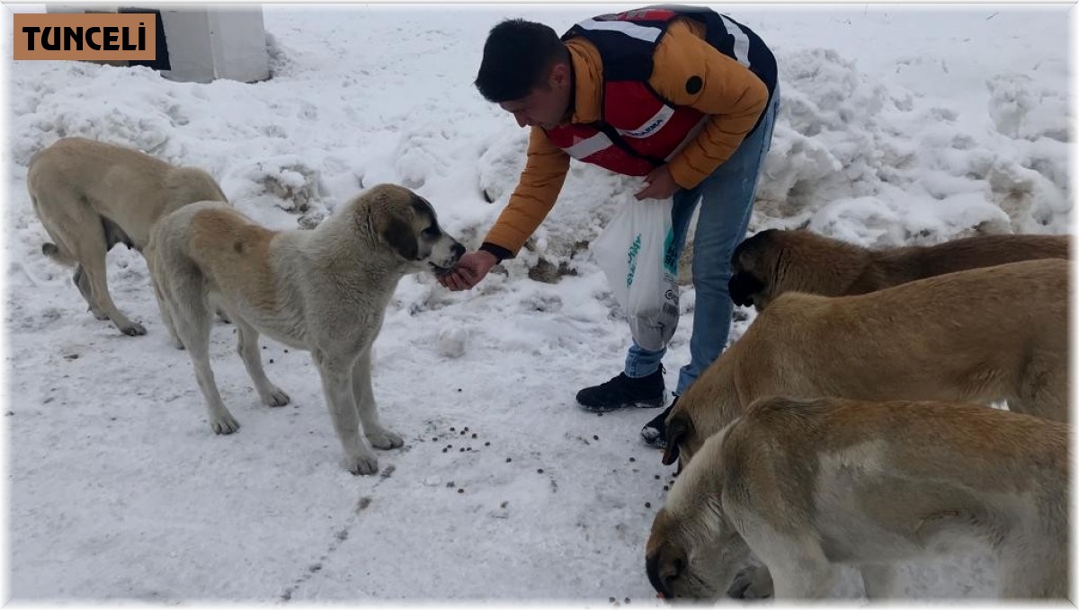 Jandarma sokak hayvanlarını unutmadı