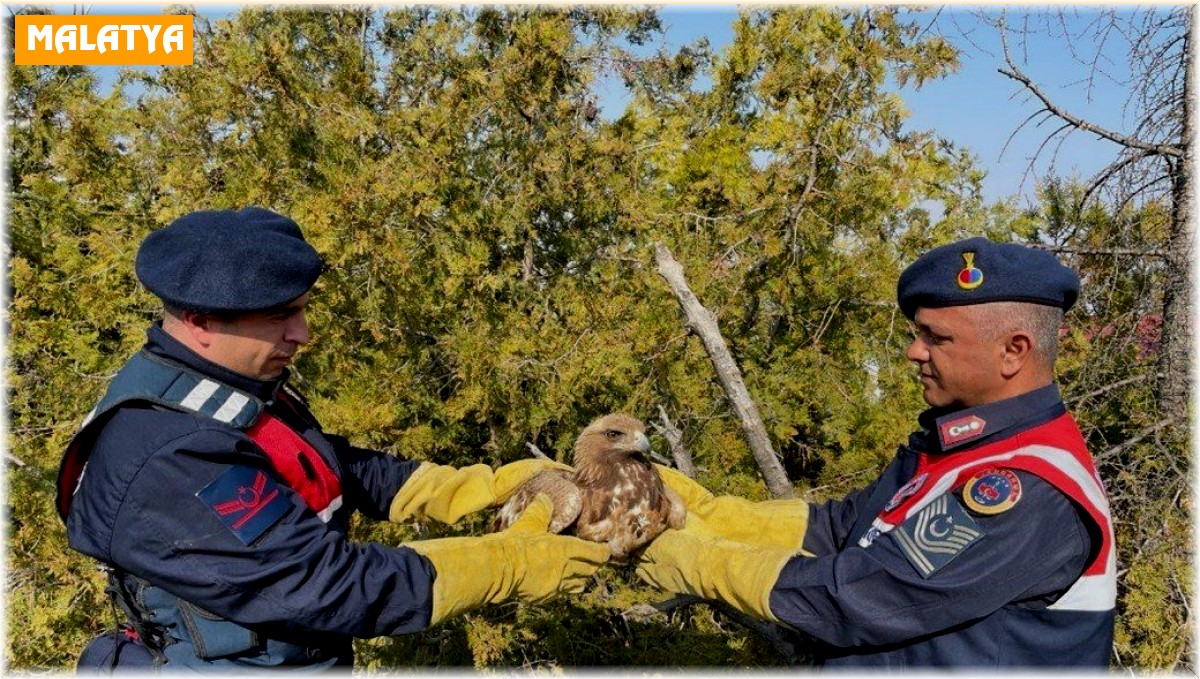 Jandarma tarafından bulunan kartal koruma altına alındı