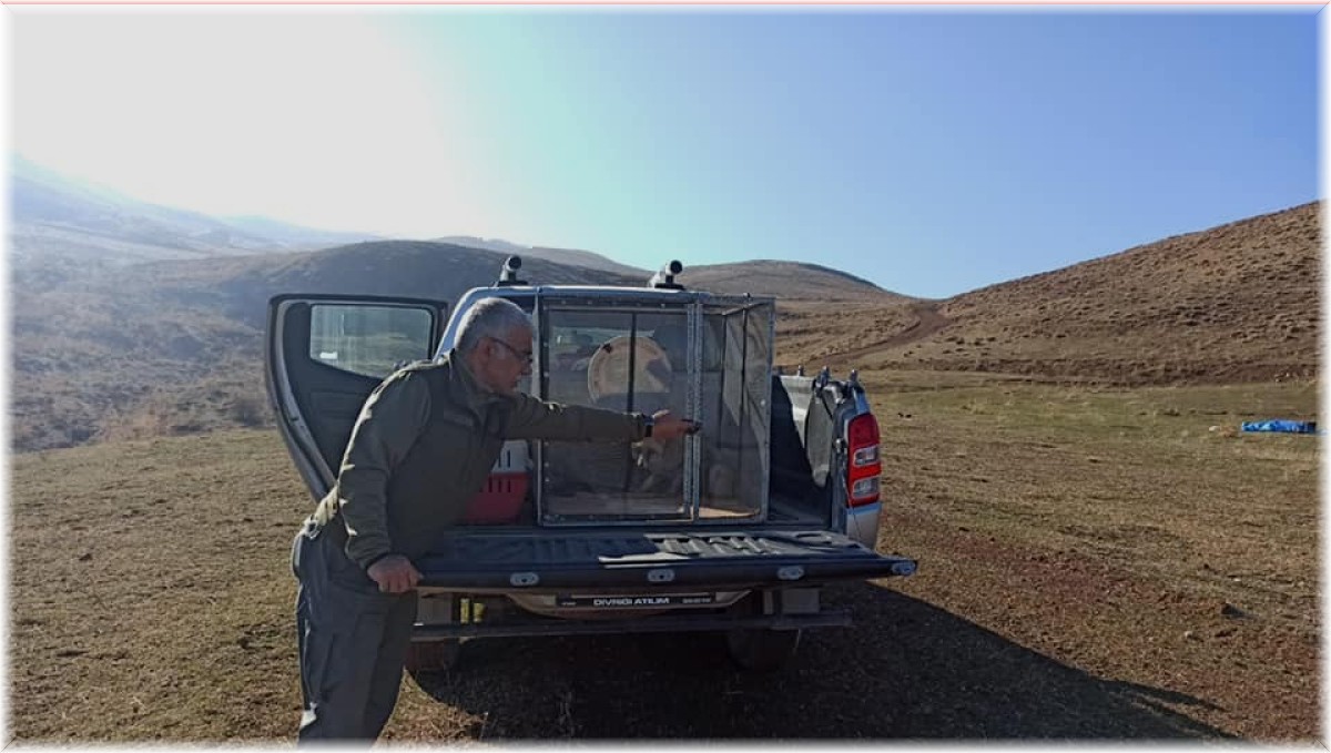 Jandarma tarafından bulunan tilki, doğal ortamına bırakıldı