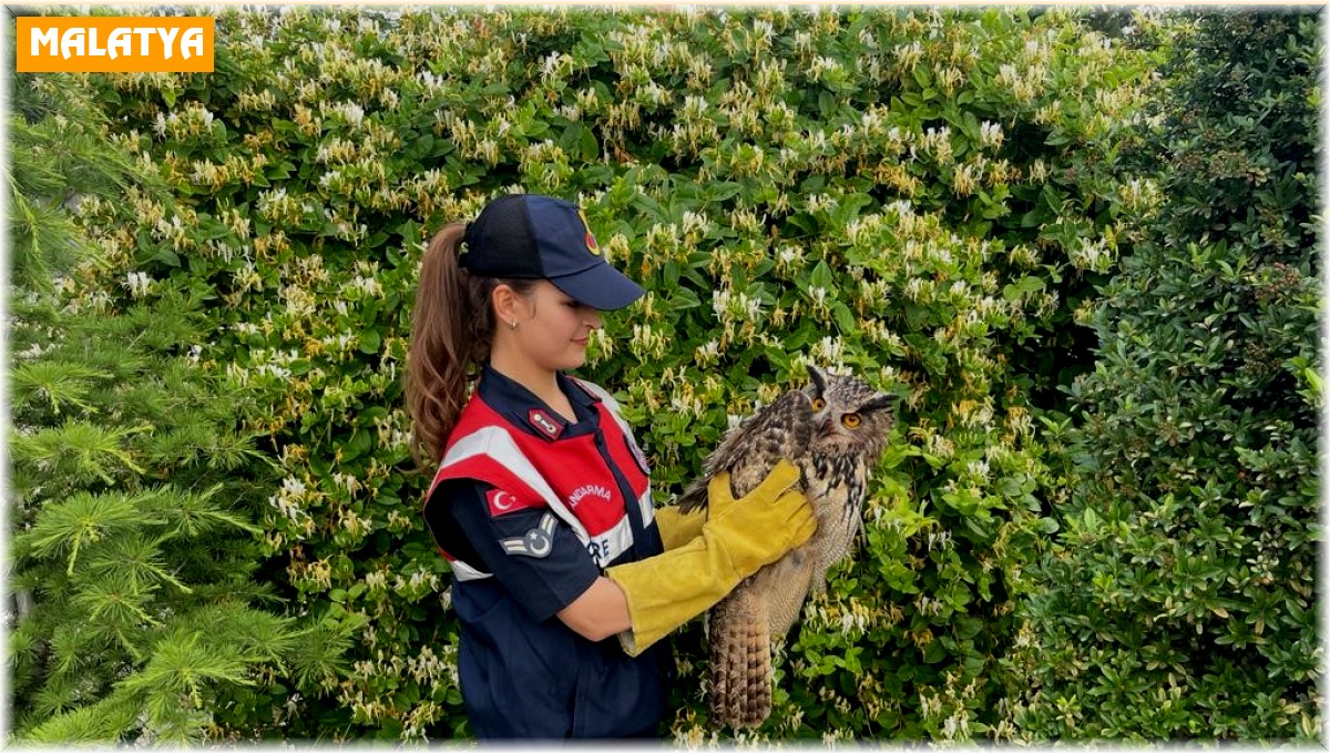 Jandarma tarafından bulunan yaralı baykuş koruma altına alındı