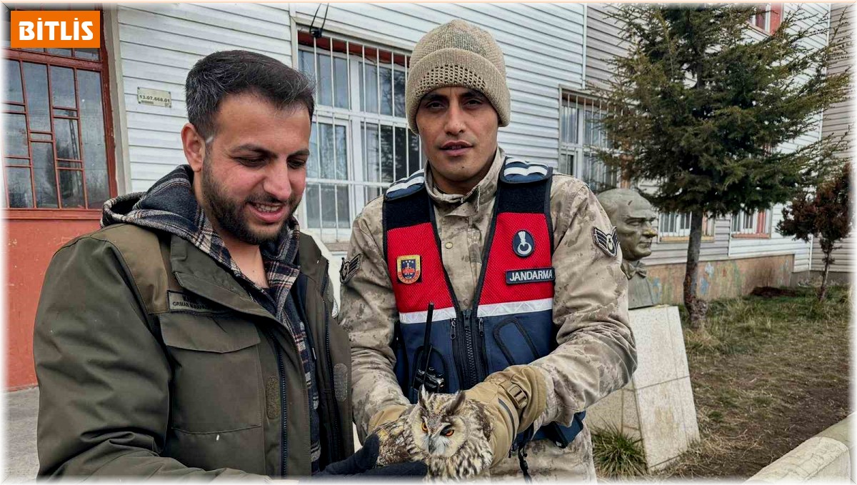 Jandarma yaralı bulduğu Puhu'yu koruma altına aldı