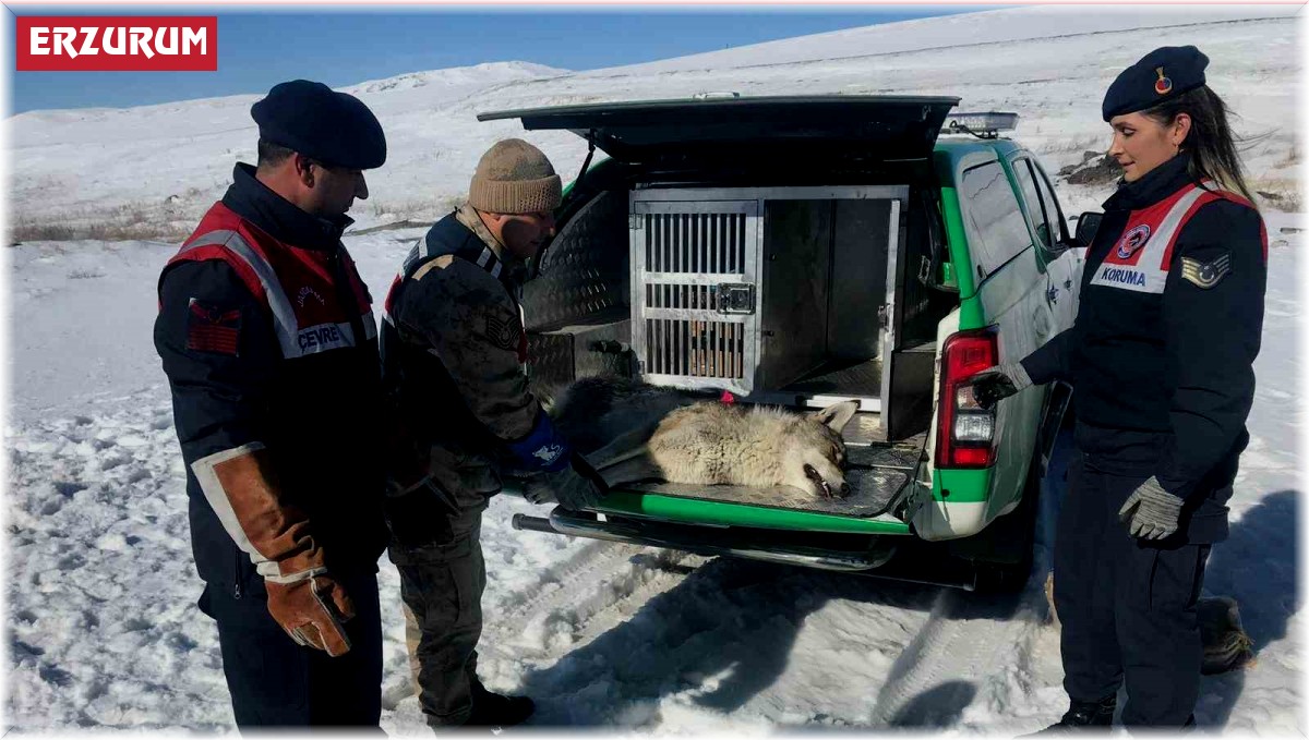 Jandarma yaralı kurda sahip çıktı