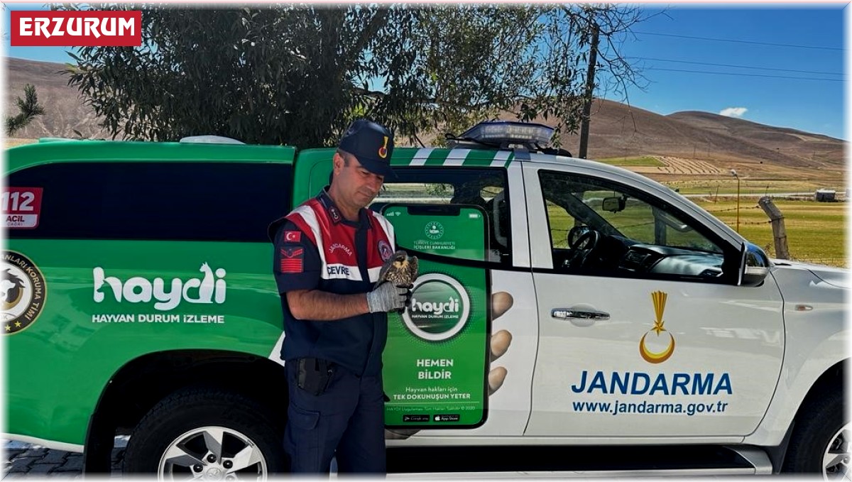Jandarma yaralı yavru Doğan'a sahip çıktı