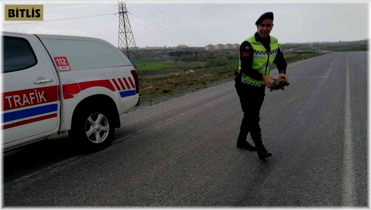 Jandarmadan kaplumbağaya yardım eli