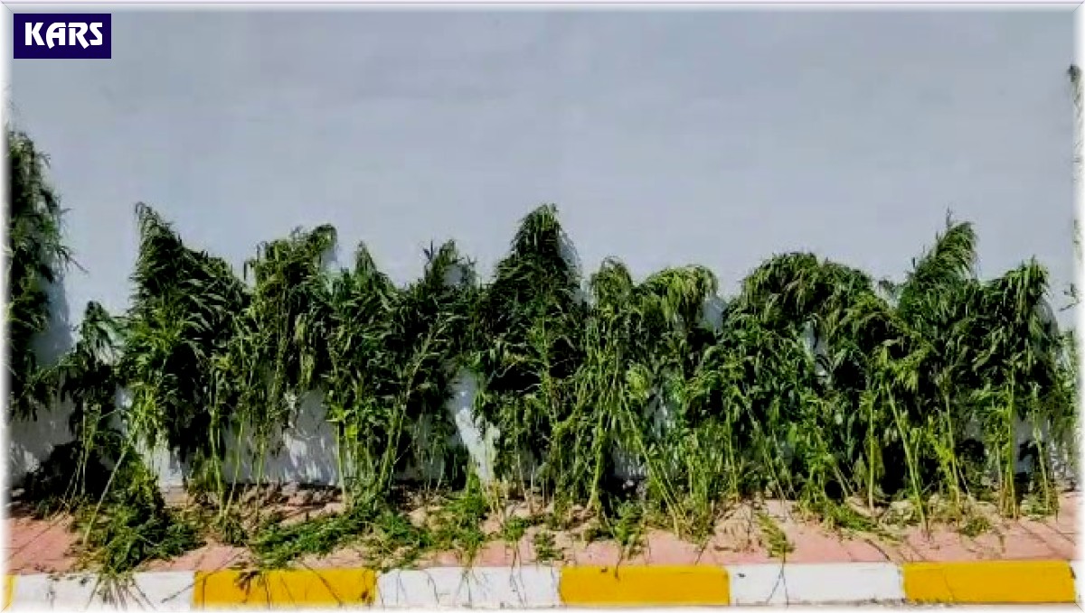 Jandarmadan kenevir operasyonu