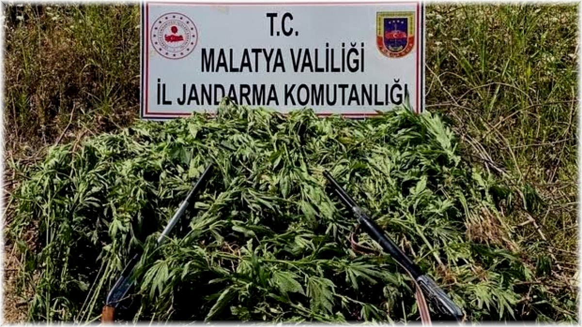 Jandarma’dan kenevir operasyonu