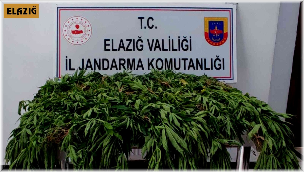 Jandarmadan kenevir tarlasına dronlu operasyon: 1 gözaltı