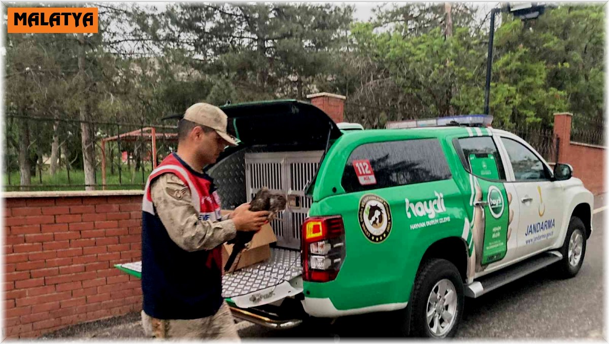 Jandarmadan kızıl şahine şefkat eli