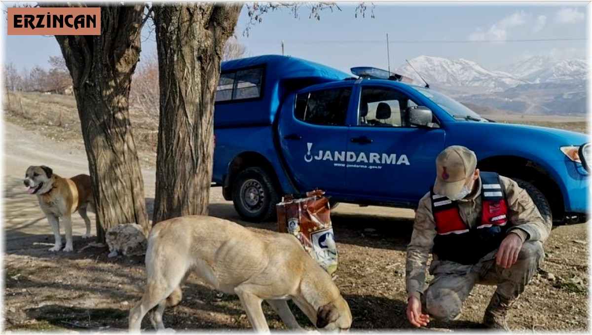 Jandarmadan sokak hayvanlarına mama desteği