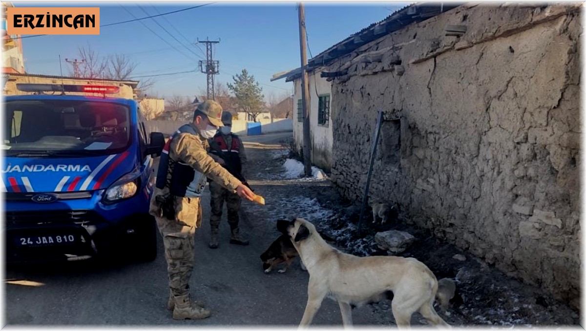 Jandarmadan sokak hayvanlarına mama ve su desteği