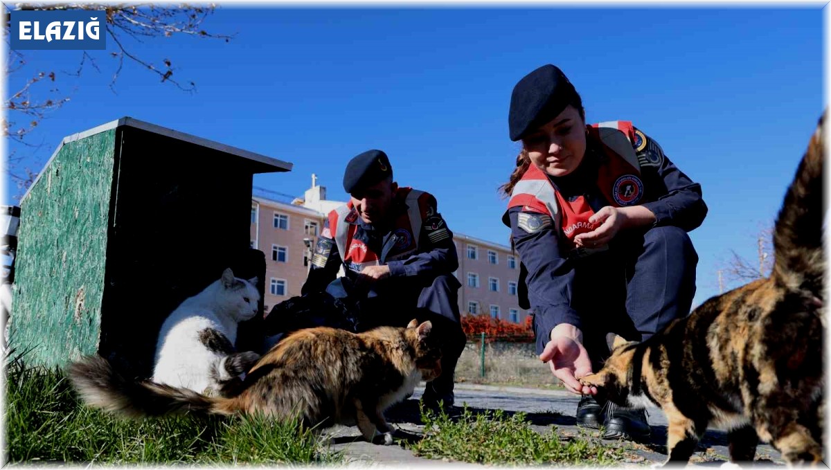 Jandarmadan, sokak hayvanlarına şefkat eli