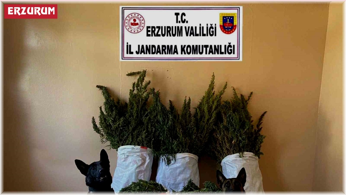 Jandarmadan uyuşturucu operasyonu