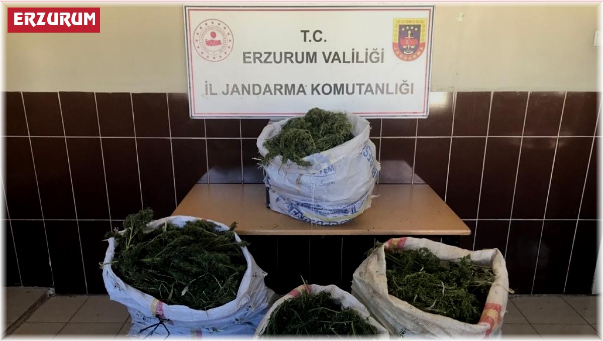 Jandarmadan uyuşturucu operasyonu