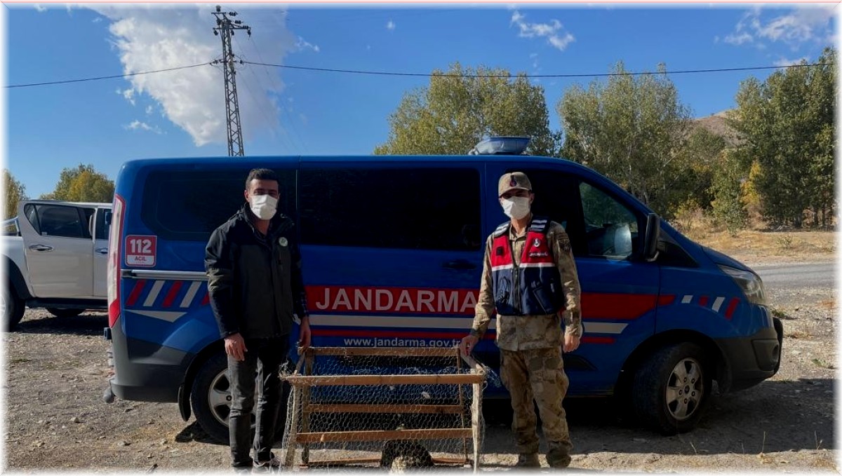 Jandarmadan yaralı baykuşa şefkat eli