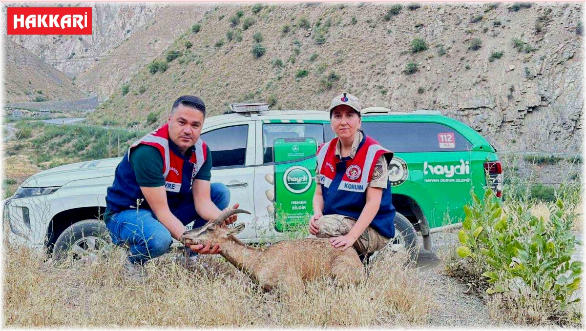 Jandarmadan yaralı dağ keçisine şefkat eli