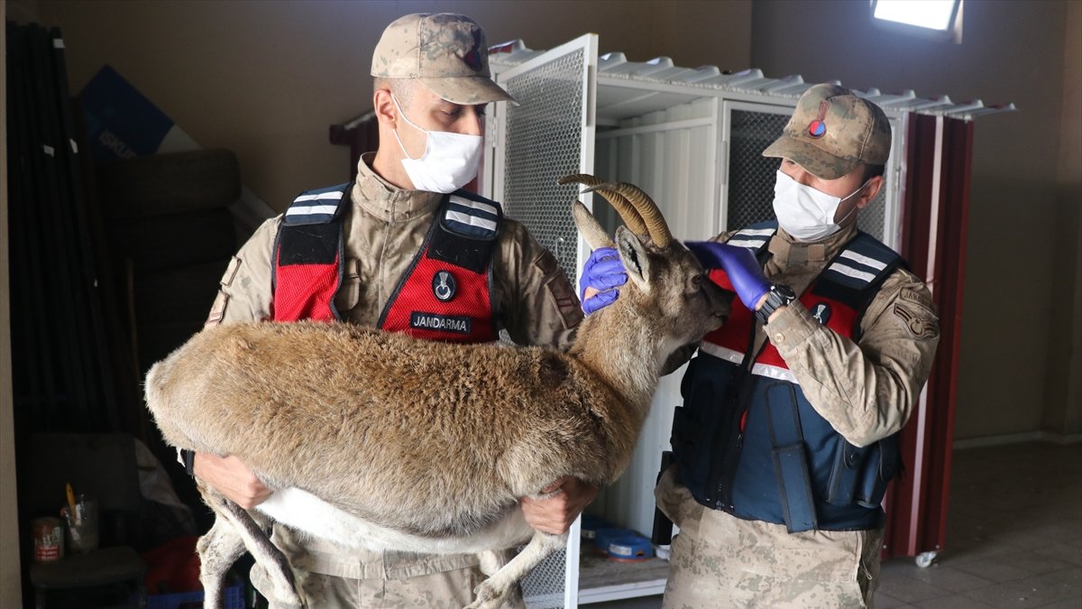 Jandarmadan yaralı dağ keçisine şevkat eli