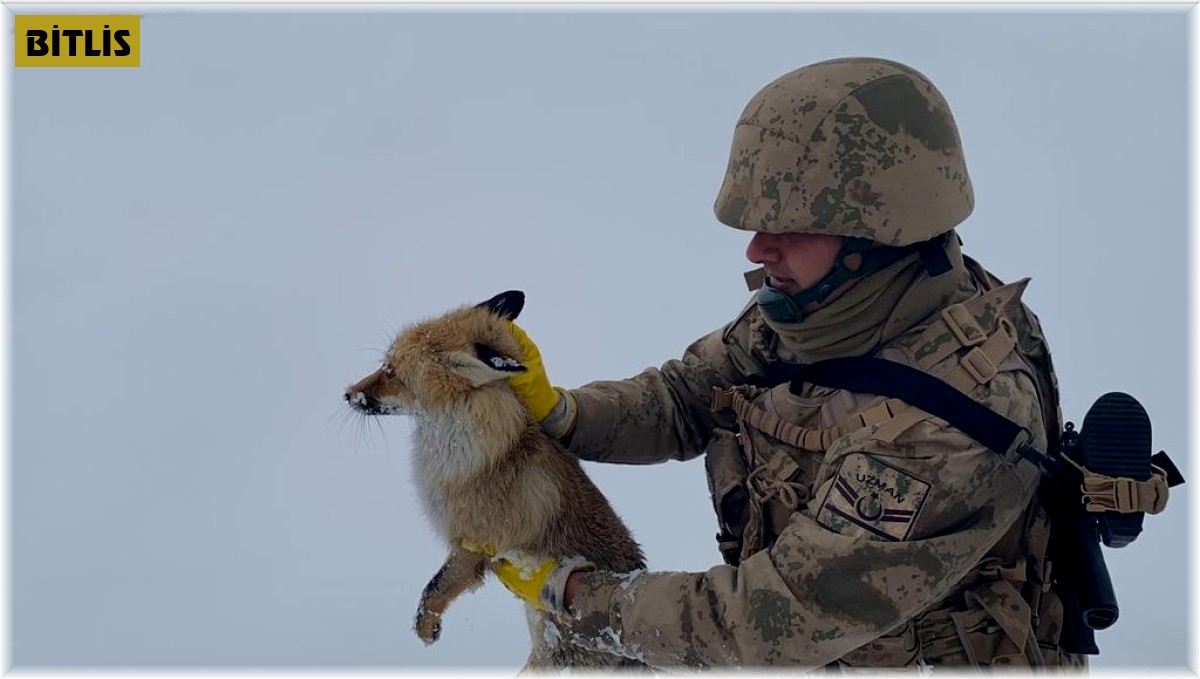 Jandarmadan yaralı ve donmak üzere olan tilkiye şefkat eli
