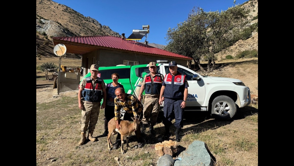 Jandarmadan yaralı yaban keçisine yardım eli